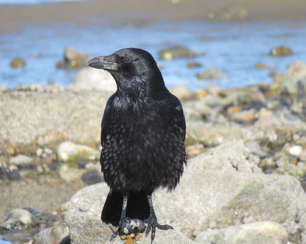 Carrion Crow