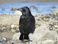 Carrion Crow