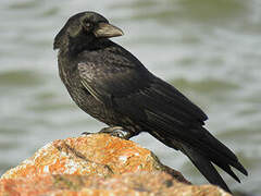 Carrion Crow