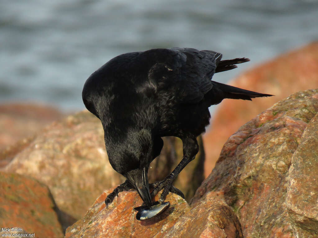 Carrion Crowadult, feeding habits, eats