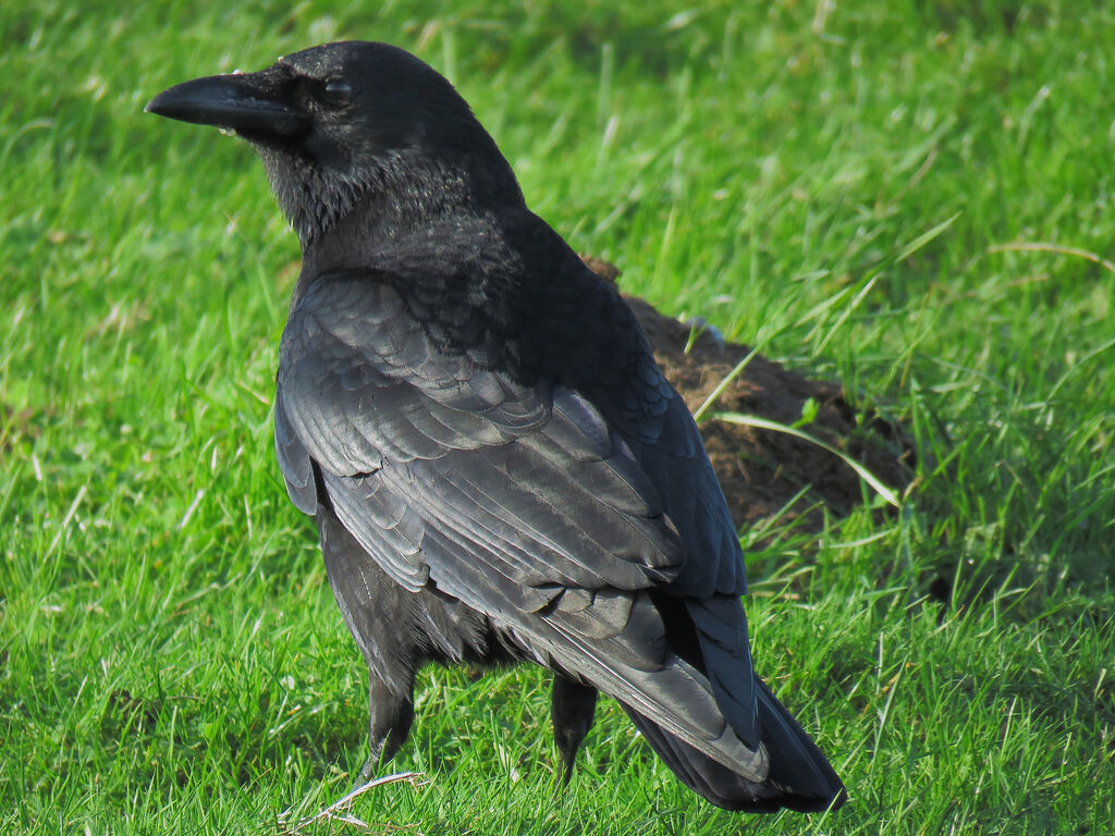 Carrion Crow