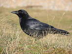 Corneille noire