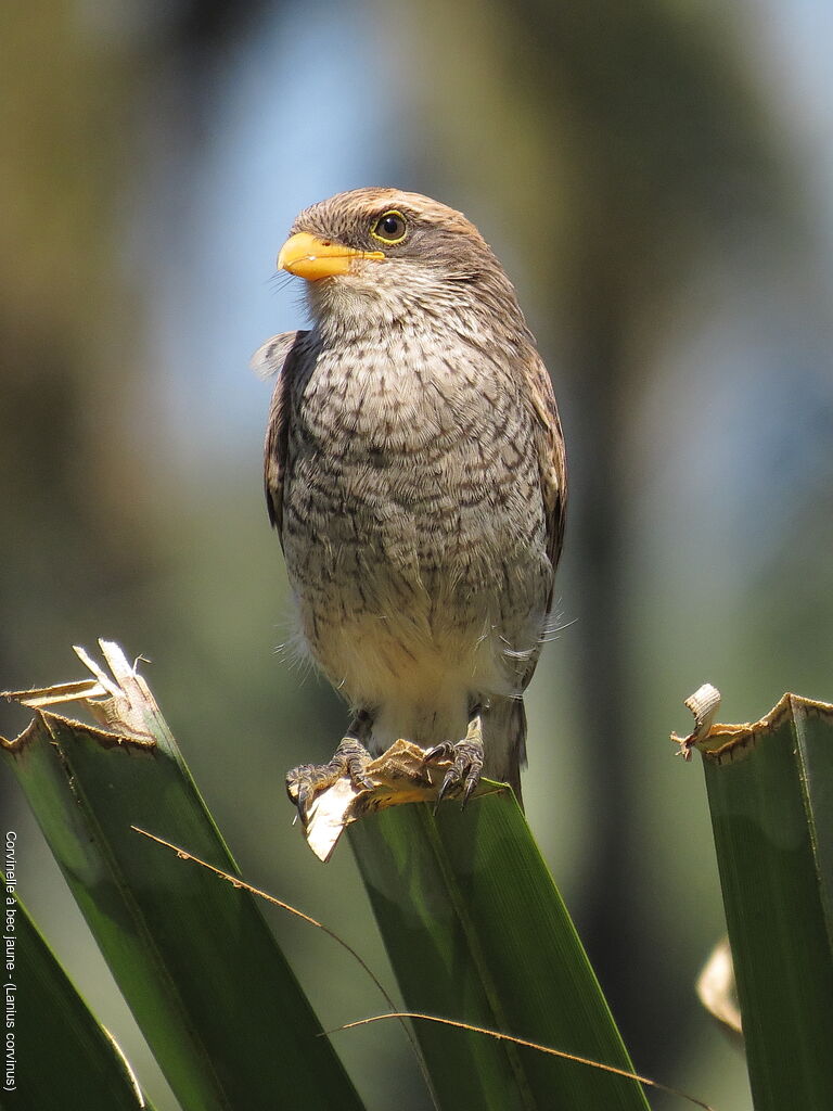 Yellow-billed Shrike