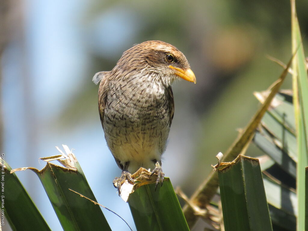 Yellow-billed Shrike