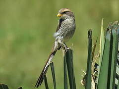 Yellow-billed Shrike