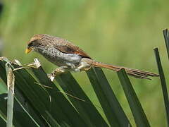 Yellow-billed Shrike