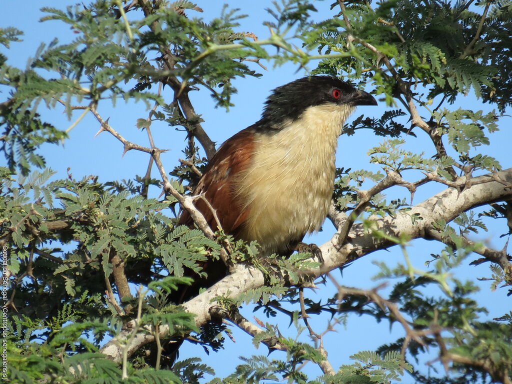 Coucal du Sénégal