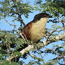 Coucal du Sénégal