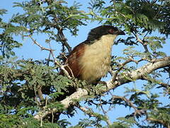 Senegal Coucal