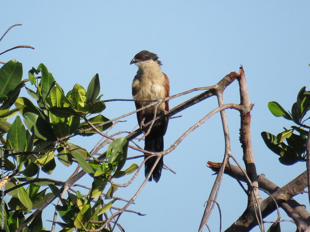 Coucal du Sénégal