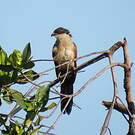 Coucal du Sénégal