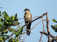 Senegal Coucal