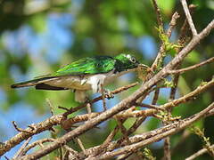 Klaas's Cuckoo