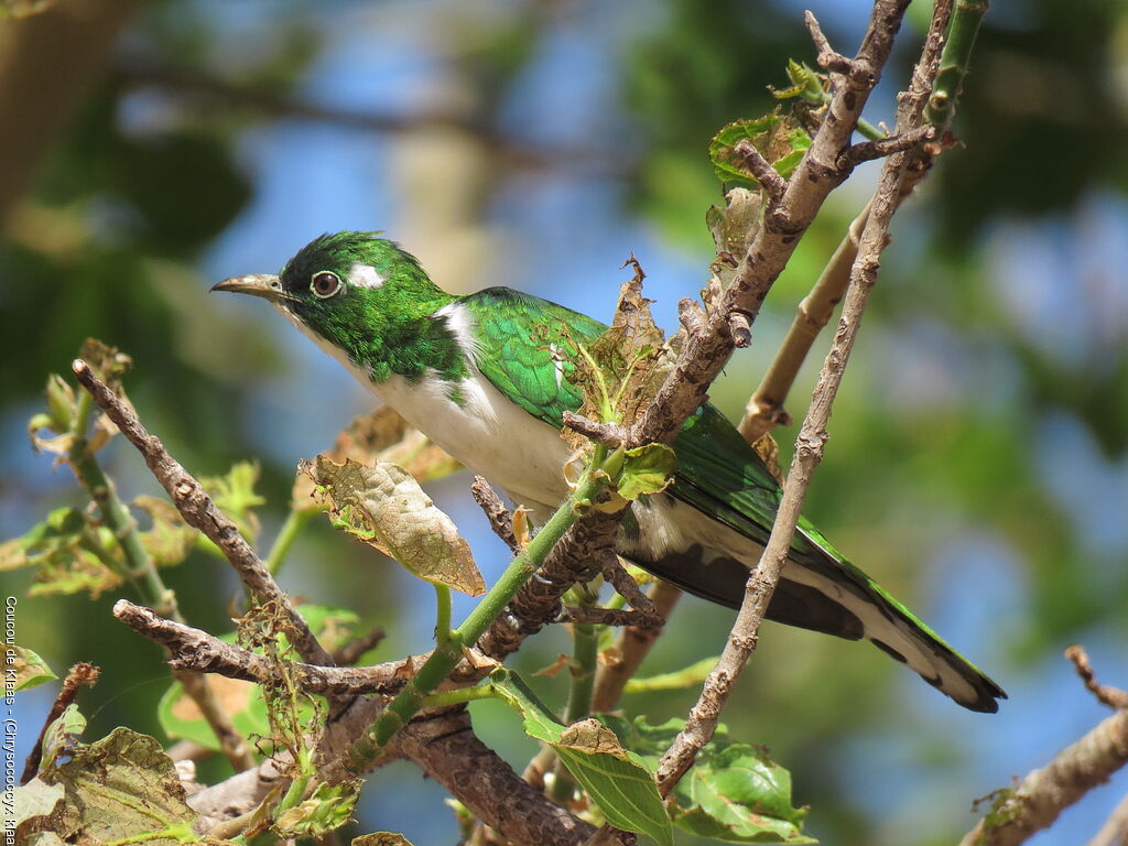 Klaas's Cuckoo