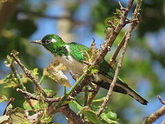 Klaas's Cuckoo