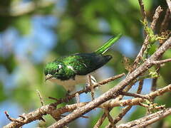 Klaas's Cuckoo