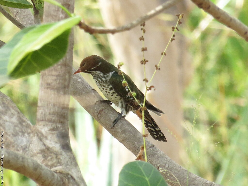 Diederik Cuckoo