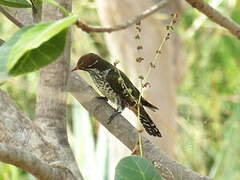 Diederik Cuckoo