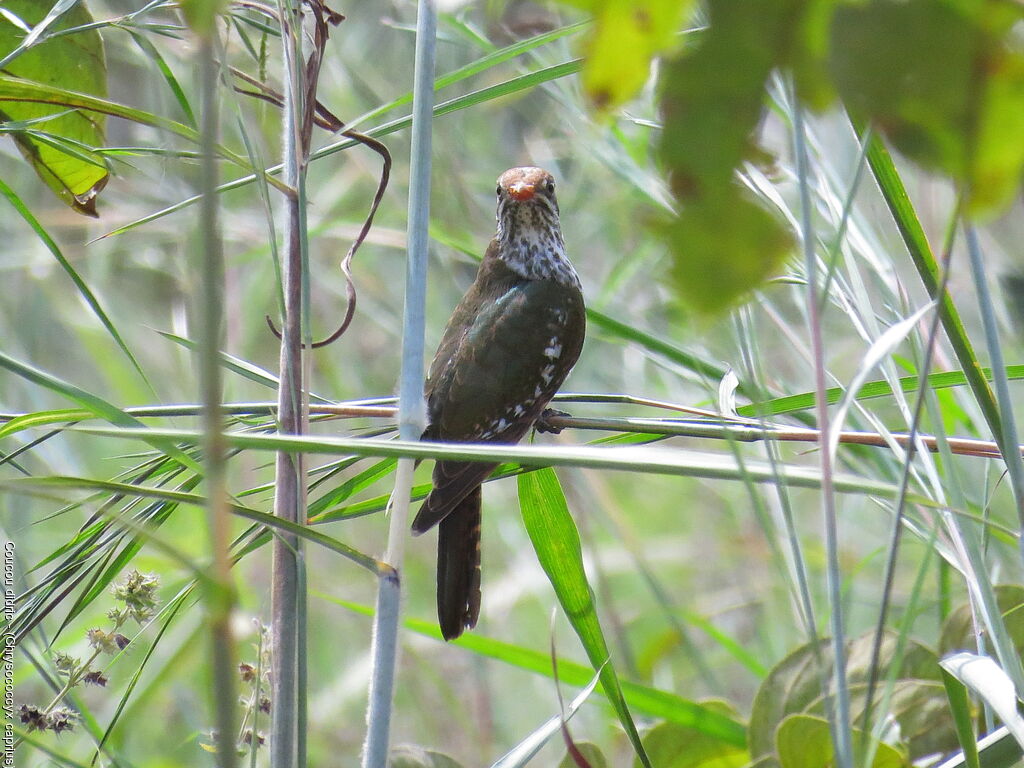 Diederik Cuckoo