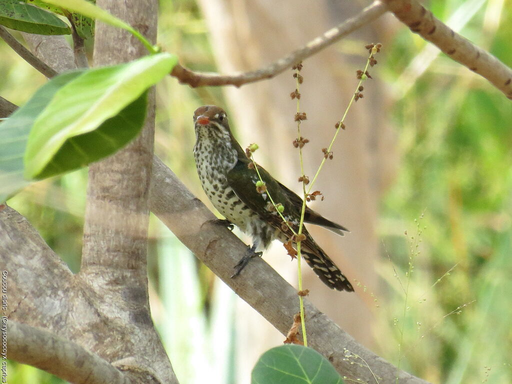 Diederik Cuckoo