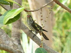 Diederik Cuckoo