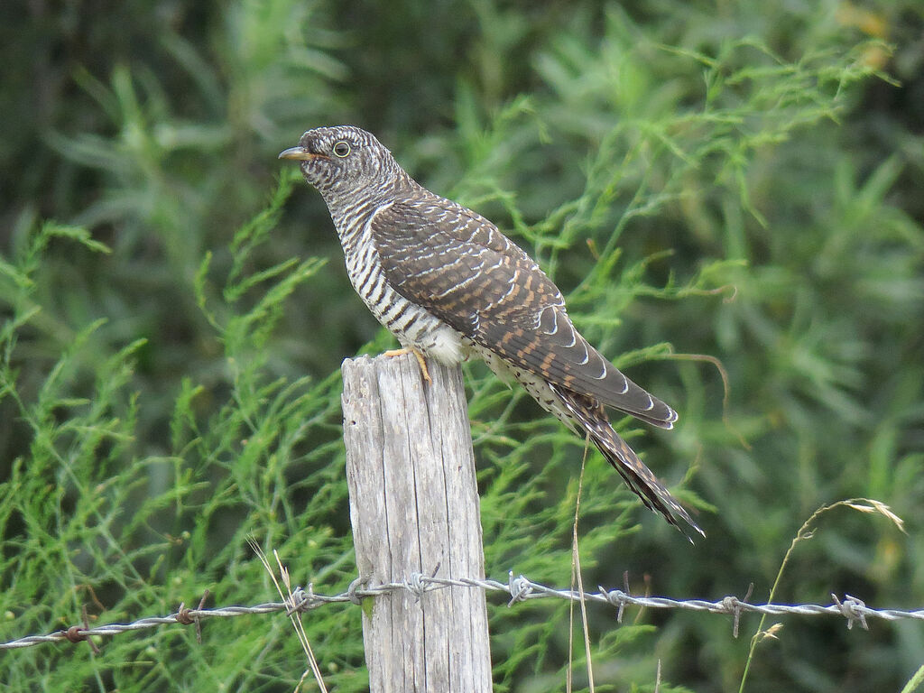 Common Cuckoojuvenile