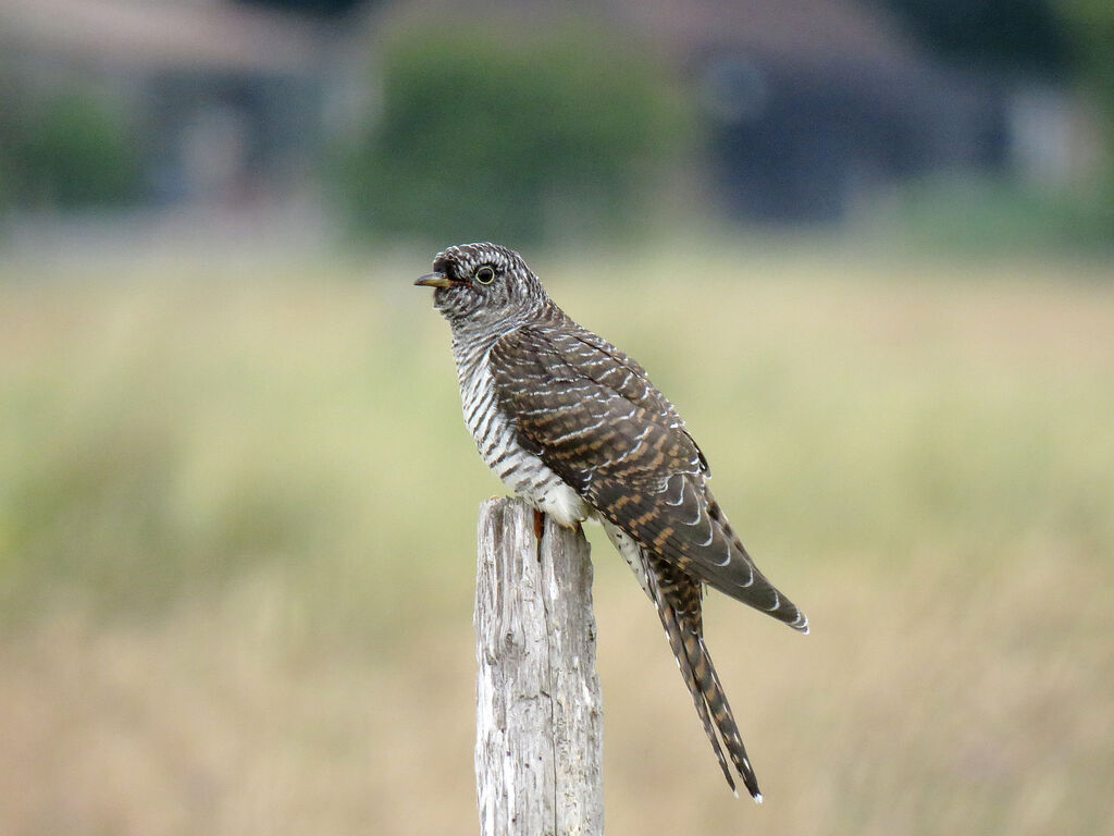 Common Cuckoojuvenile