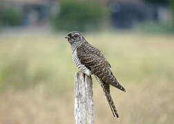 Common Cuckoo