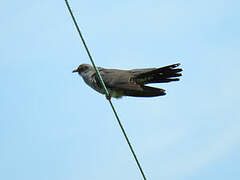 Common Cuckoo