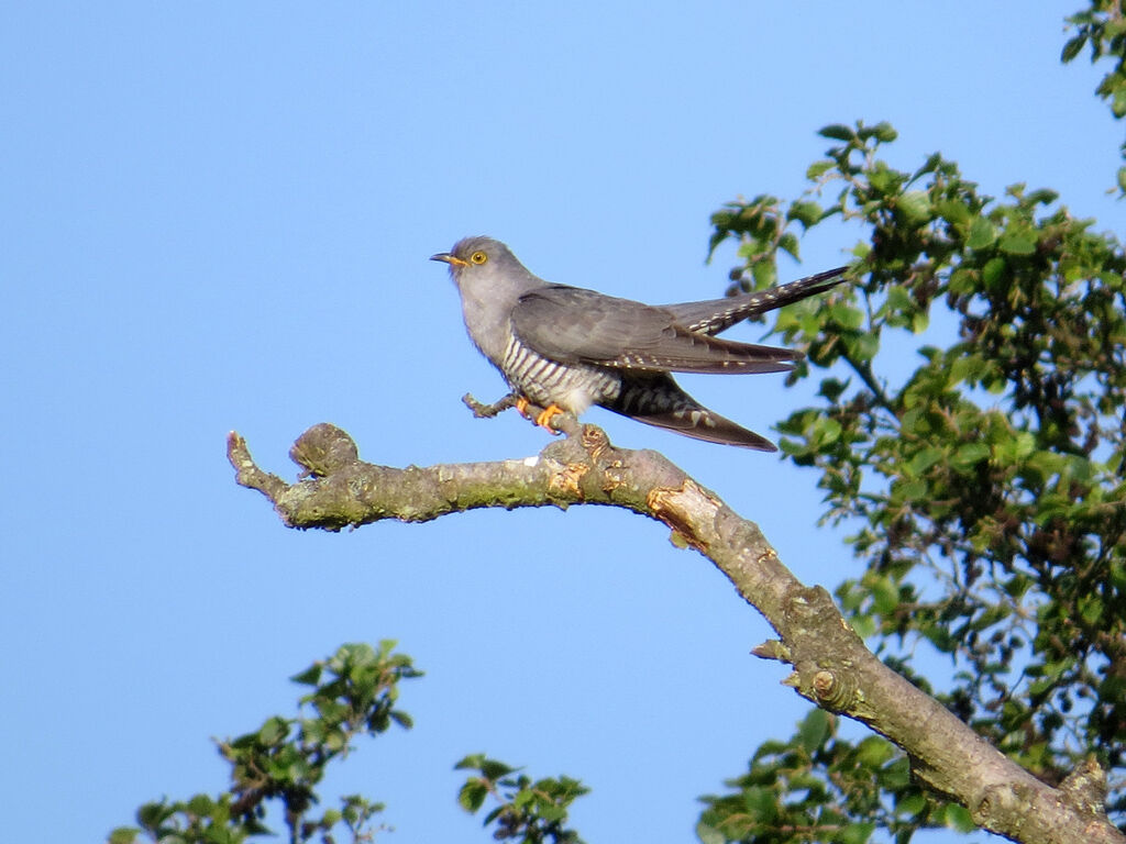 Common Cuckoo