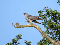 Common Cuckoo