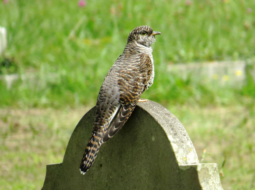 Common Cuckoojuvenile