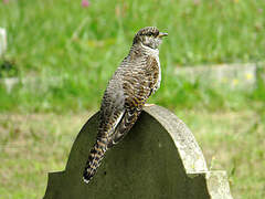 Common Cuckoo