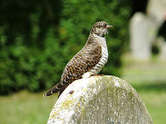 Common Cuckoo