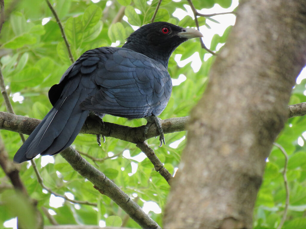 Asian Koel