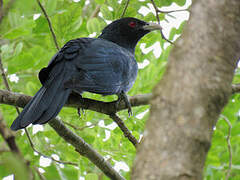 Asian Koel