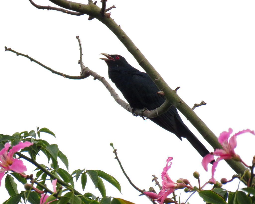 Asian Koel