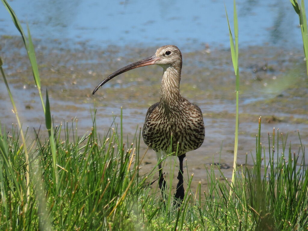 Eurasian Curlew