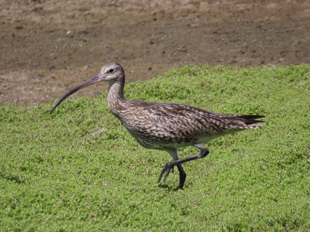 Eurasian Curlew