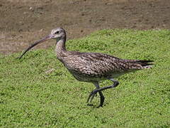 Eurasian Curlew