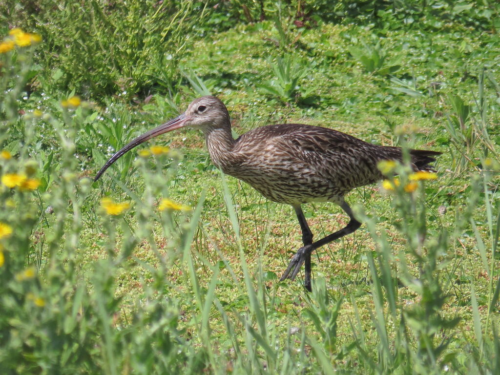 Eurasian Curlew