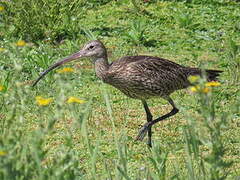 Eurasian Curlew