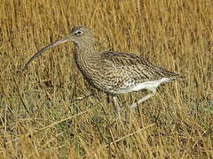 Eurasian Curlew