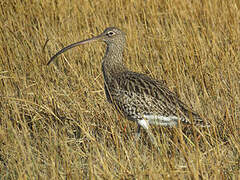 Eurasian Curlew