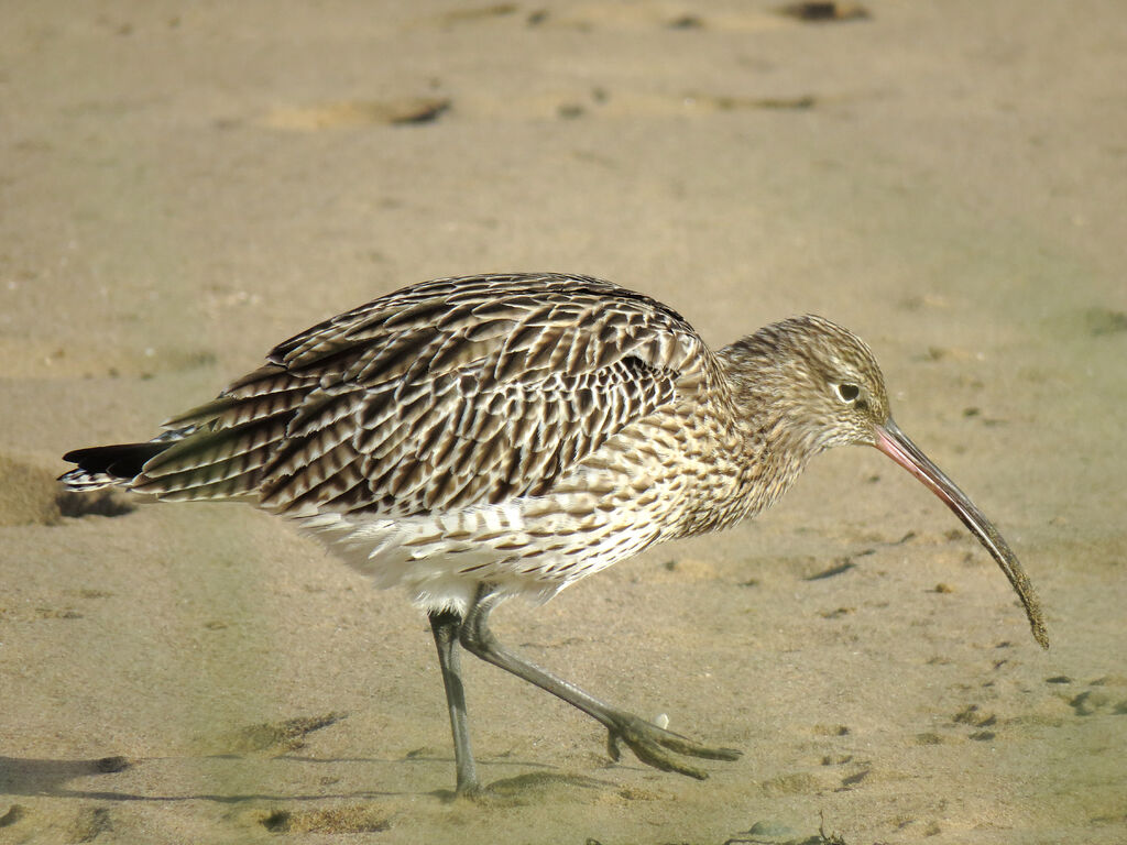 Eurasian Curlew