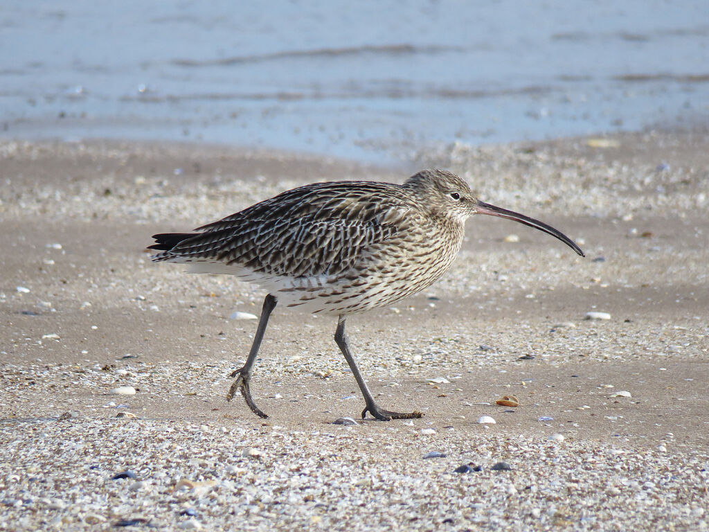 Eurasian Curlew