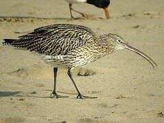 Eurasian Curlew