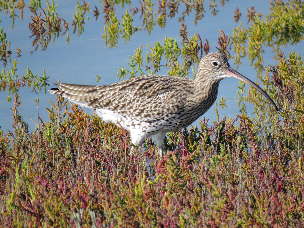 Eurasian Curlew