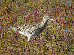 Eurasian Curlew