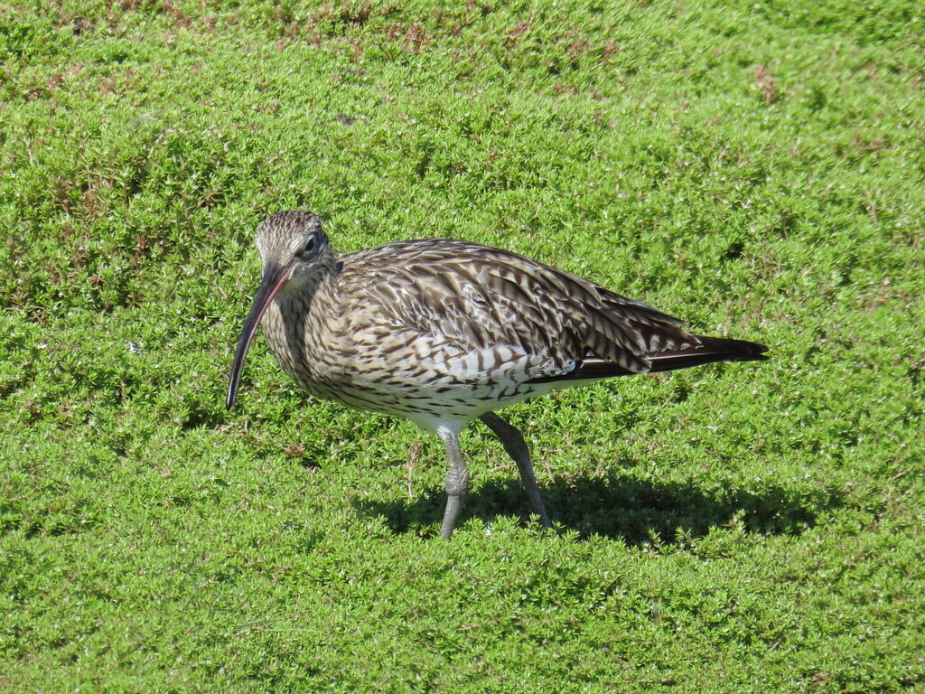 Eurasian Curlew